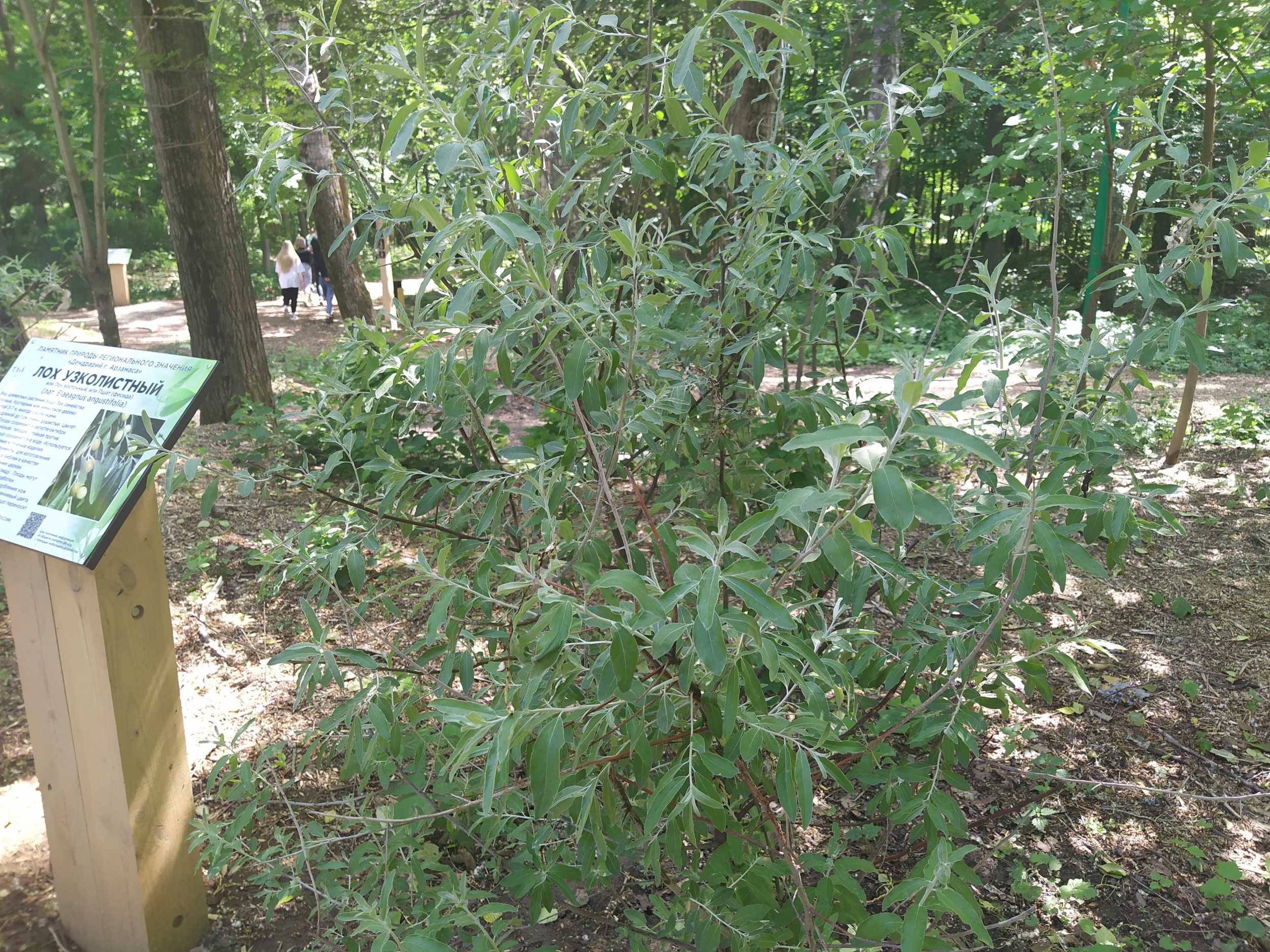 Лох серебристый в ландшафтном дизайне
